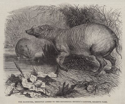Le Babiroussa, récemment ajouté aux jardins de la Société zoologique, Regent